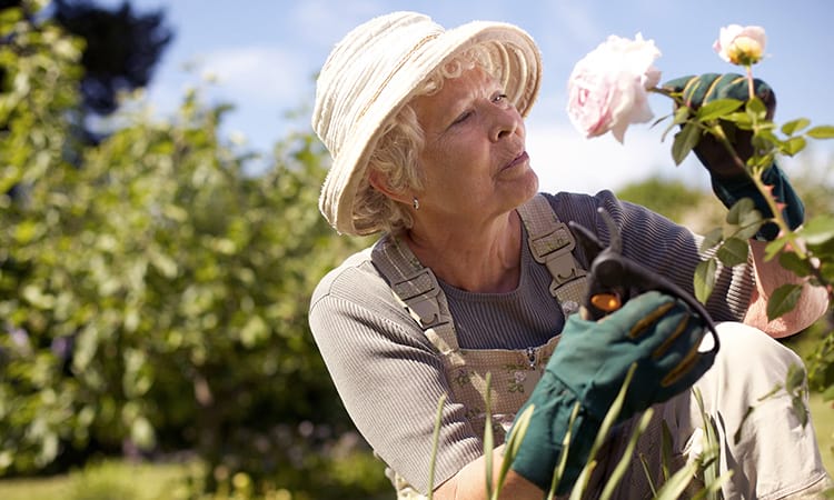 Rose planting