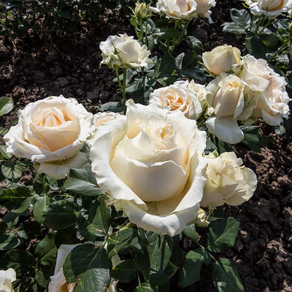 avalanche-peach-rose-plant-garden