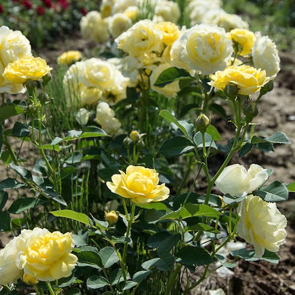 Comtesse du Barry garden rose