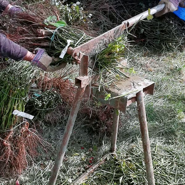 Each action in the process of rose creation is the same as it was before, by hand