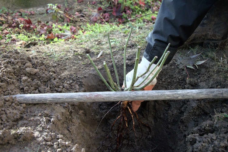 4. Put the seedling into the hole