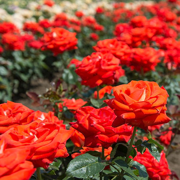 konigin-der-rosen-plant-red-garden-monteagro