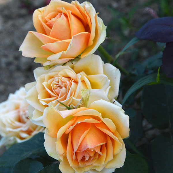 Maracuya-flower-garden-rose-monteagroroses