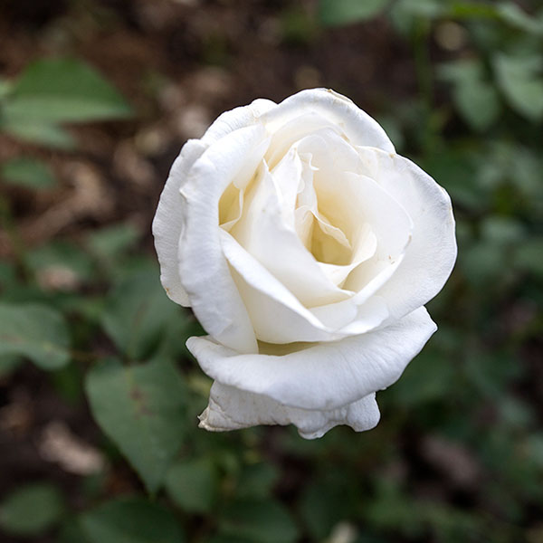 mounth-shasta-plant-garden-flower