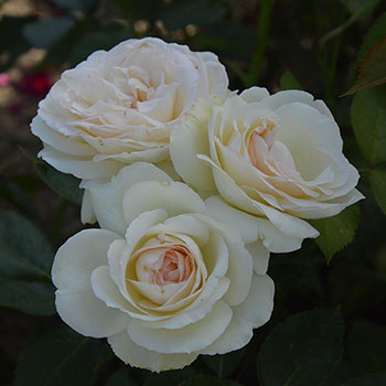 Palace Rose