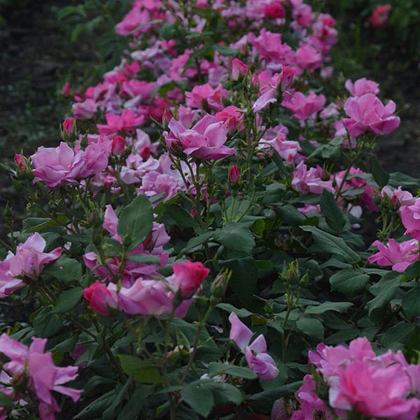 rodin-garden-flower-plant-monteagro