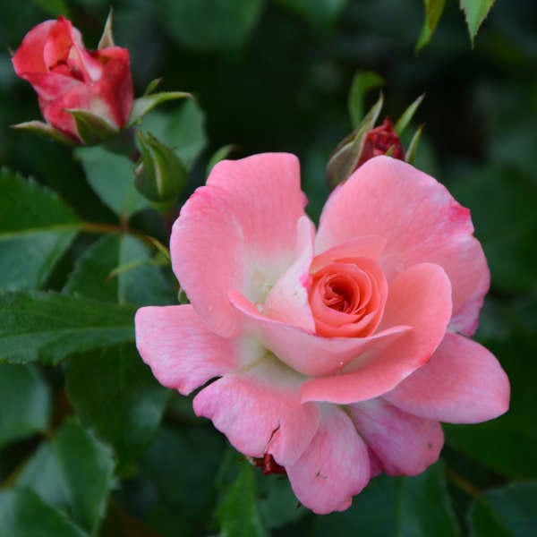 Rosarium-Uetersen-garden-rose-plant-monteagro