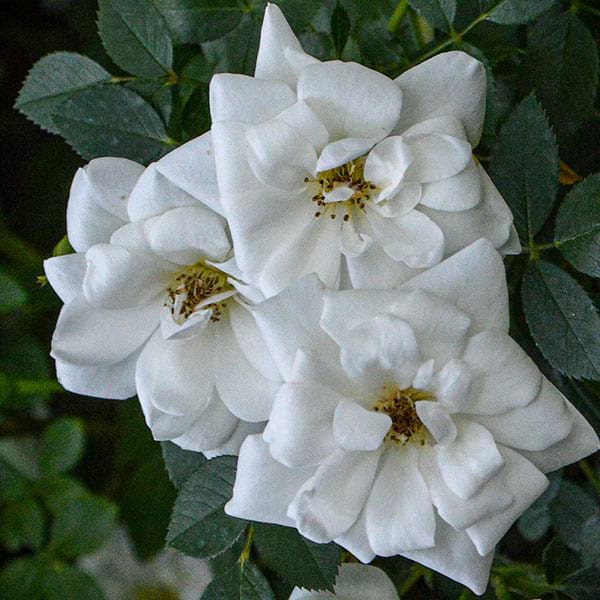 Schneewitchen-rose-garden-plant-monteagro