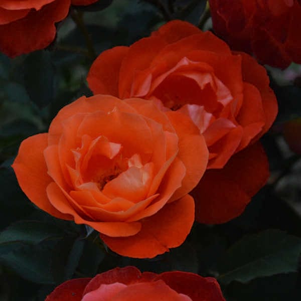 Super-trouper-garden-rose-monteagroroses