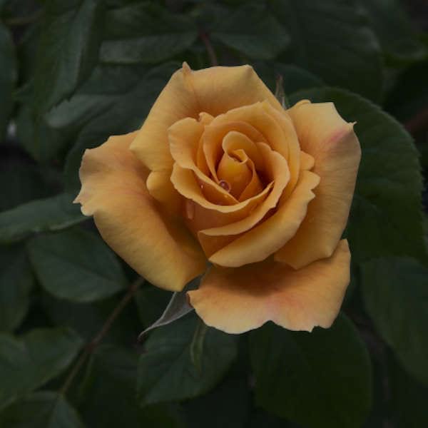 Tequila-garden-rose-flower-monteagroroses