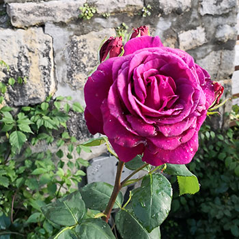 Hybrid Tea Roses