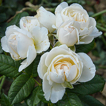 Alpin Rose