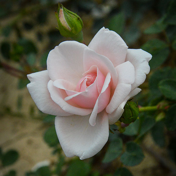 White-corvet-garden-plant-monteagroroses